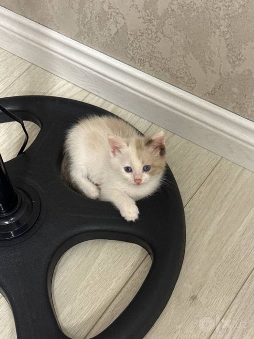 Отдается в добрые руки котята
