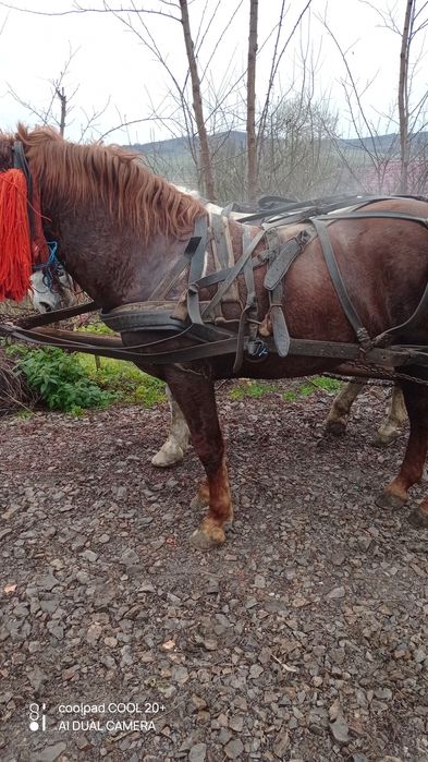 De vânzare hărmăsar de 4 ani