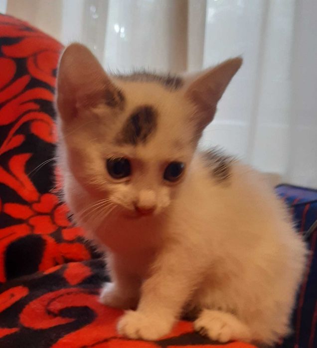 Donez pisoi pentru adoptie