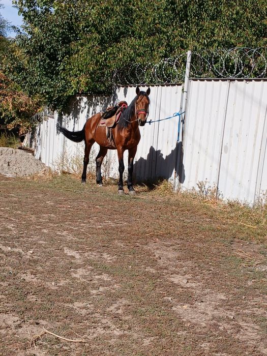 АЙҒЫР САТЫЛАДЫ ,Продам жеребца