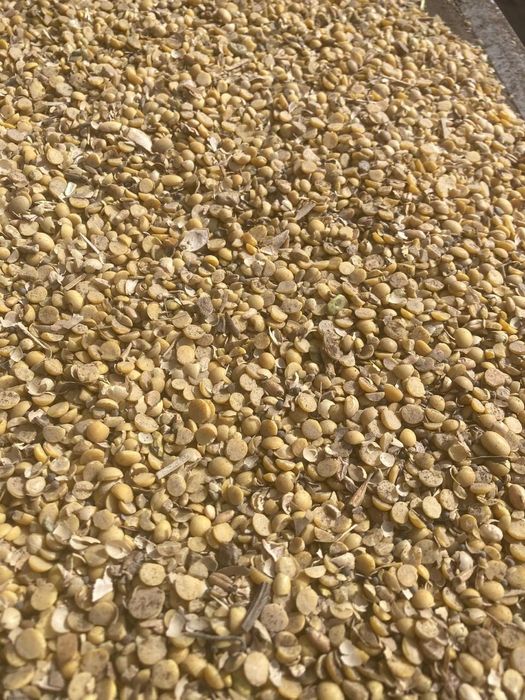 Пшеница.Платный чат! Все корма.