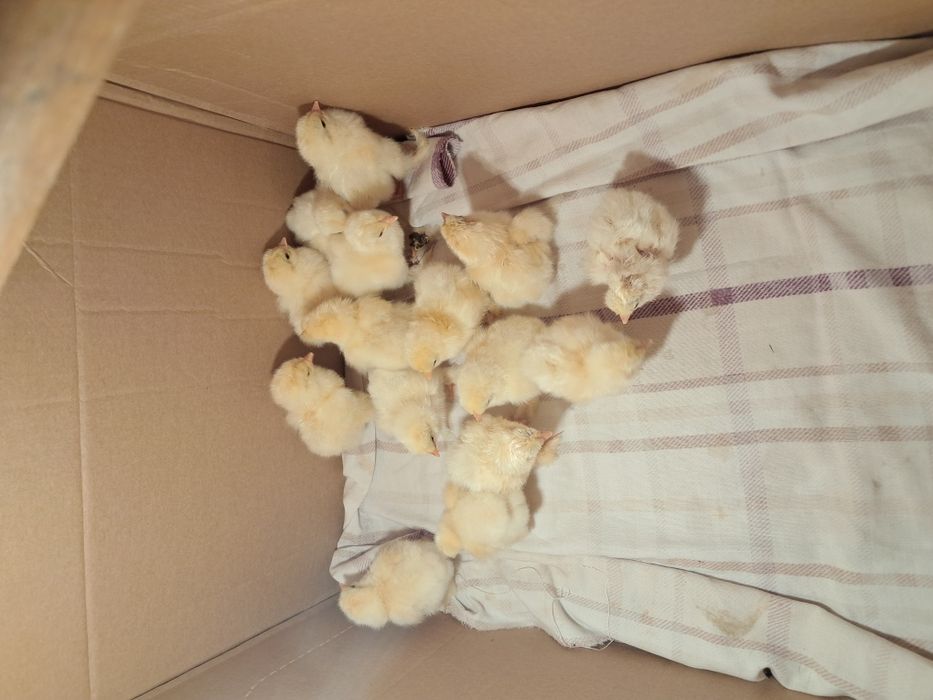 Puișori de găină brahma !
