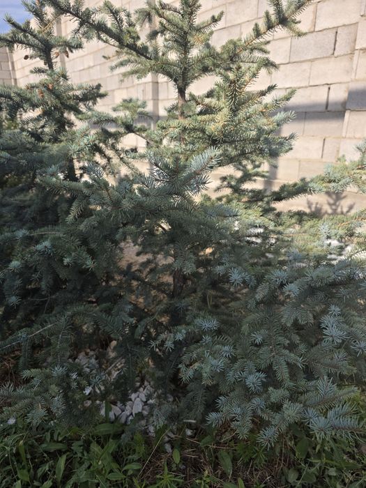 Белый Мрамор,мраморный щебень, крошки