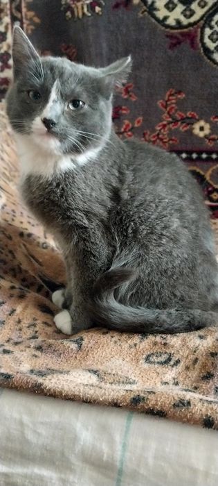 Продам эгейского котика