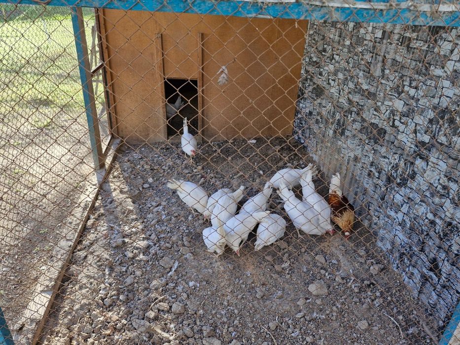 Куры Коралл продаю