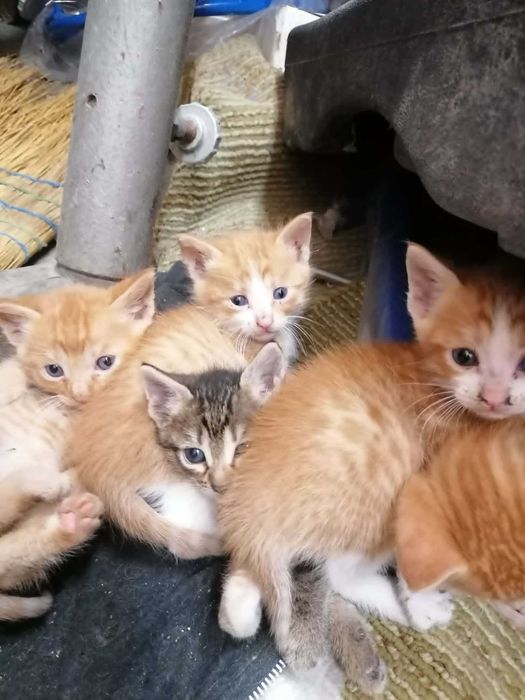 Котенца си търсят дом