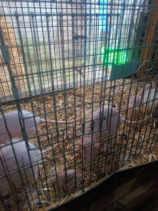 Продаётся крысы разные есть и Машы