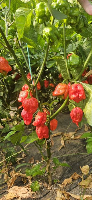 Ardei Carolina reaper proaspat