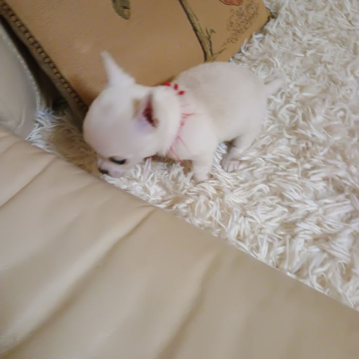 Cățeluși Chihuahua Mini Toy