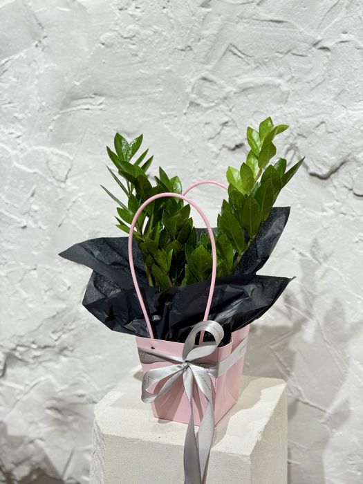 Комнатные растения в оформлении