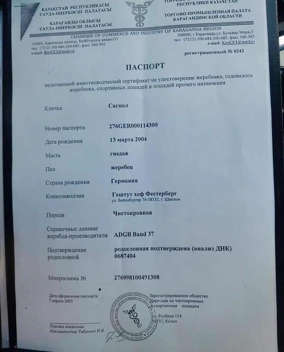 Предлагаем к случке жеребец