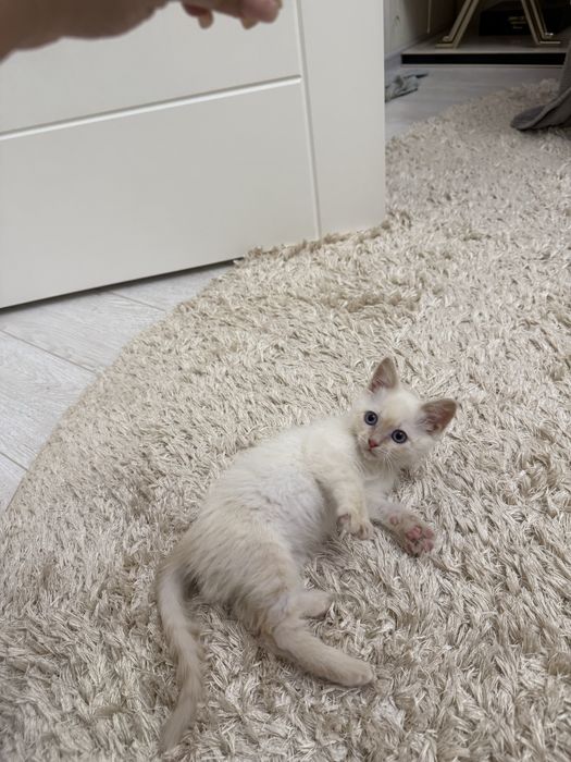 Продам котенка метиса в добрые руки (сиам+обычный)