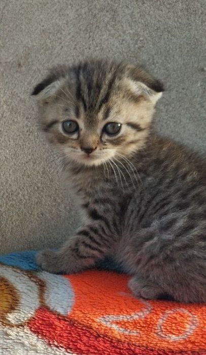 Скоттиш     фолд