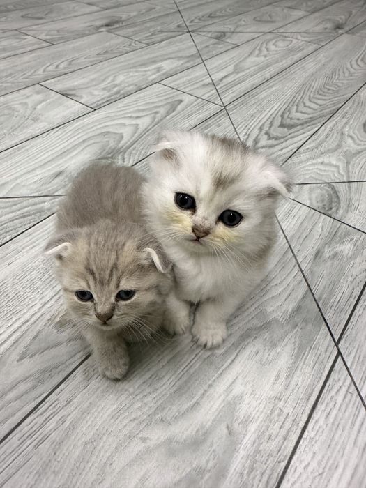 Плюшевые шотландские вислоухие котята (скоттиш-фолд)