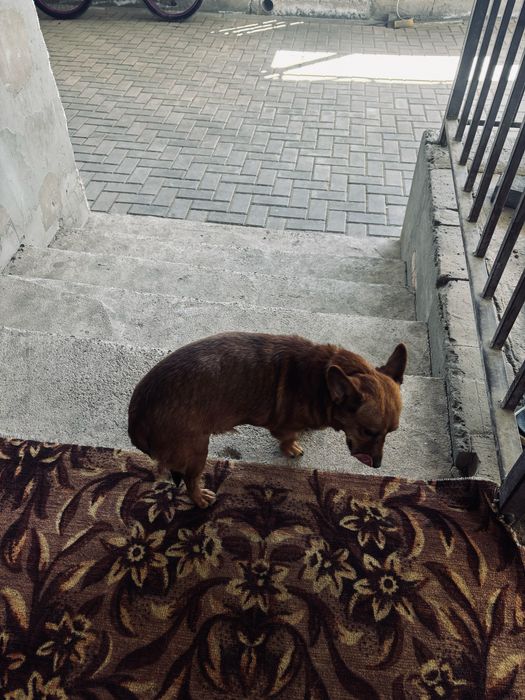 Чихуахуа  собака