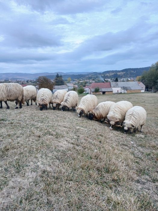 Dacă place la careva sunt de vânzare