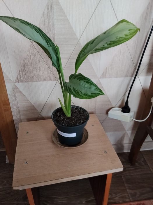 Комнатные цветы продам