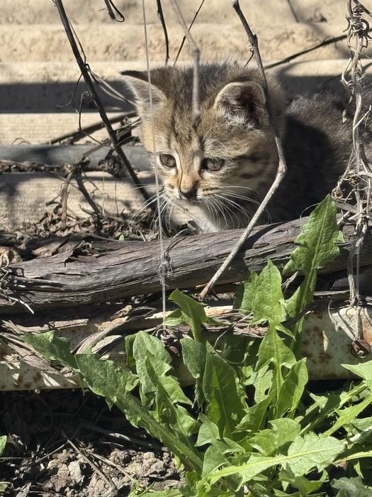 отдам котят,бесплатно