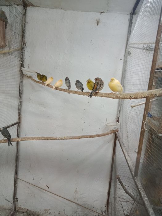 Продаются канарейки