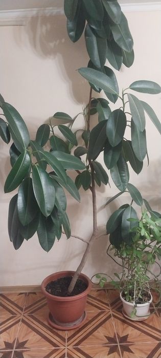 Продам домашнее растение