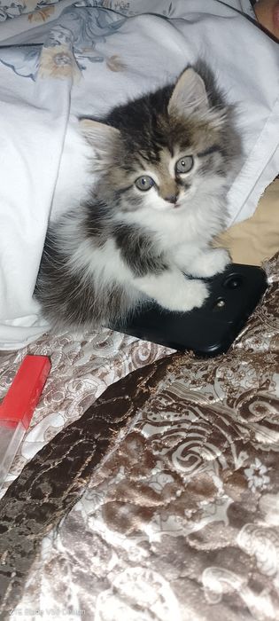 Отдам у котенка  девочка