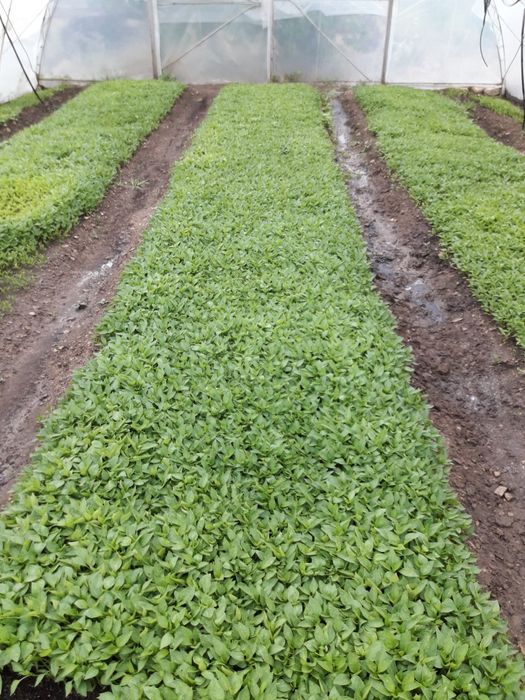 Продавам разсад за Пипер,Домати, Краставици и др.