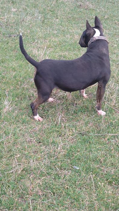 Продавам бултериер