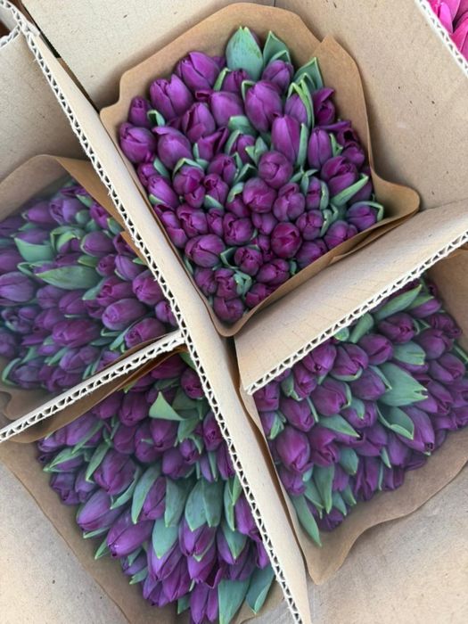 Тюльпаны по 650 тенге