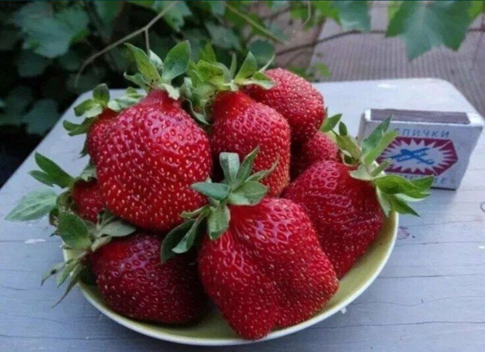 Продаётся Рассады Клубника с хорошим запхам и не павтариями вкусам