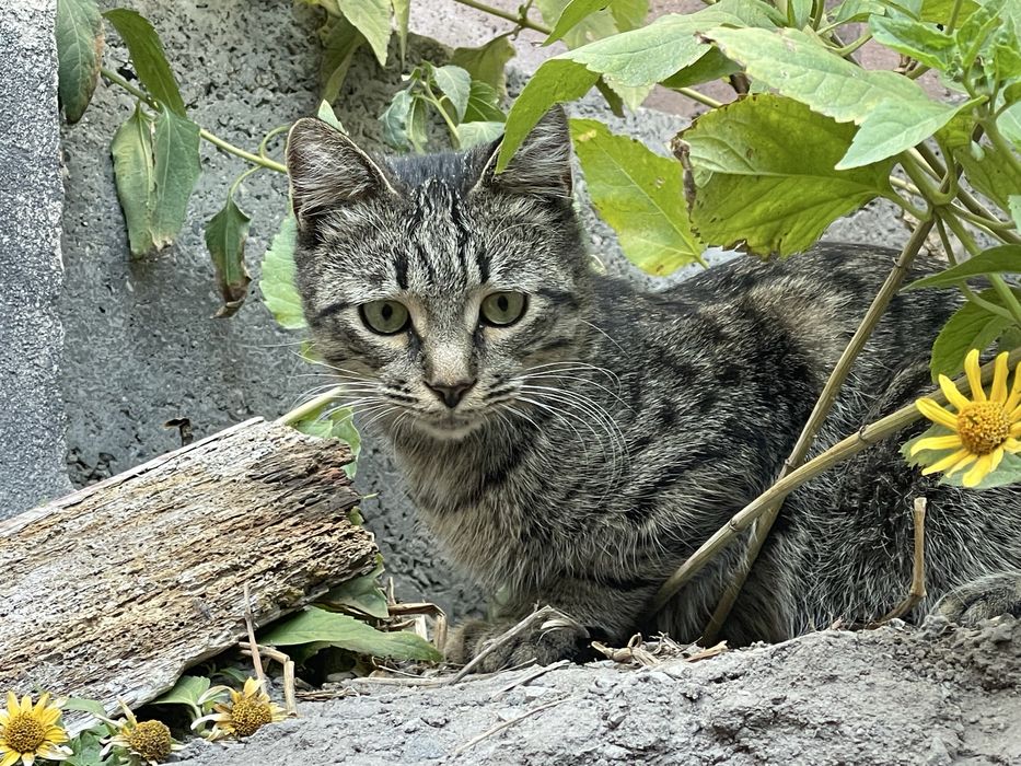 Отдам кота в добрые руки
