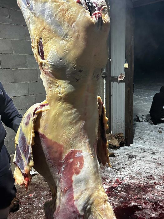 Жылкы сиыр малы сатылады