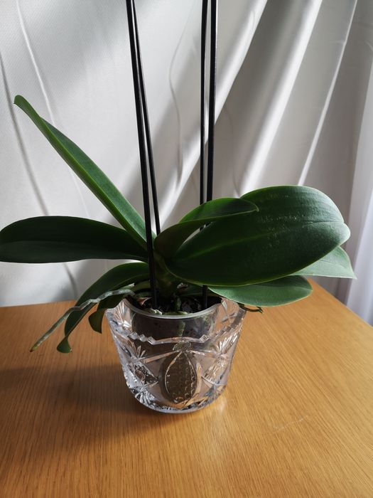 Vaza cristal, coș metal, vaze de sticlă, pt orhidee