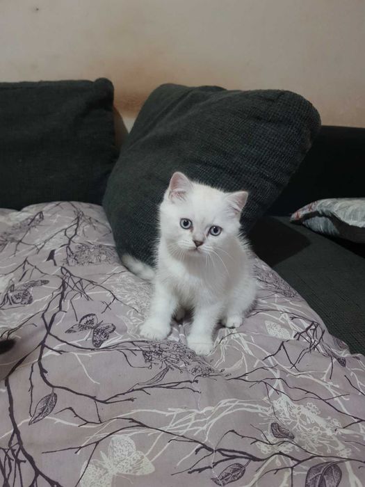 Британска/шотландска сребърна чинчила