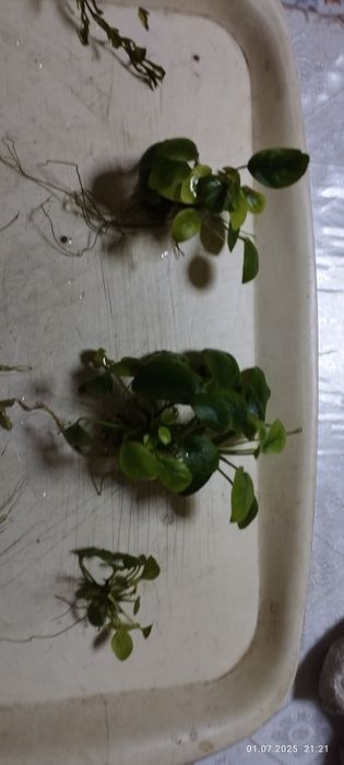 Анубиас Нана кустики