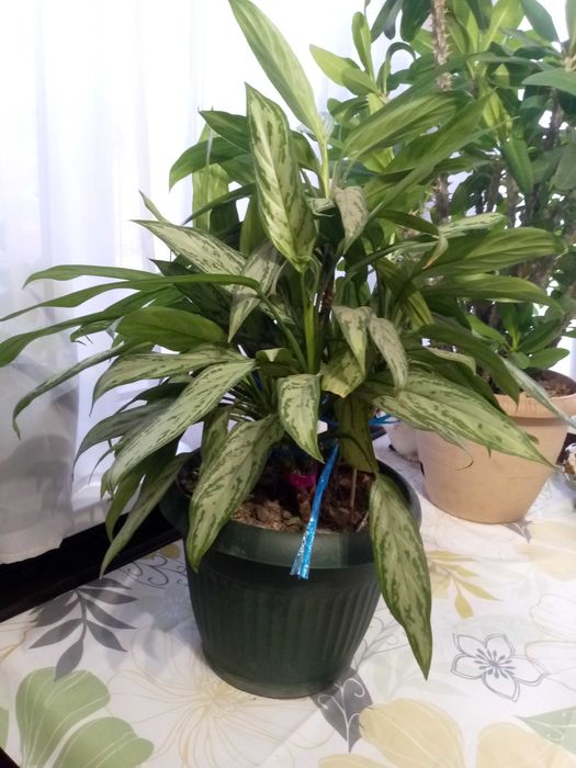 Продам комнатные цветы