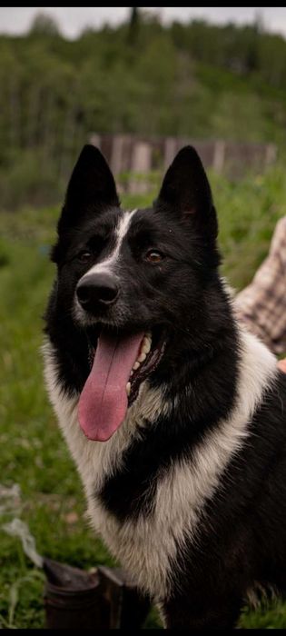 Кобель русско-европейской лайки на вязку