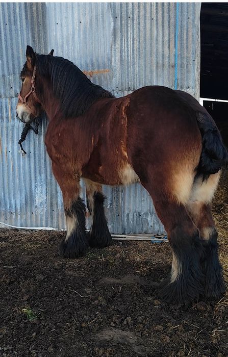 Armăsar Belgian 3 ani