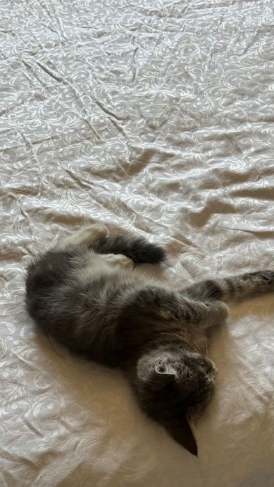 Отдам в очень добрые руки двухмесячного котёнка-девочку