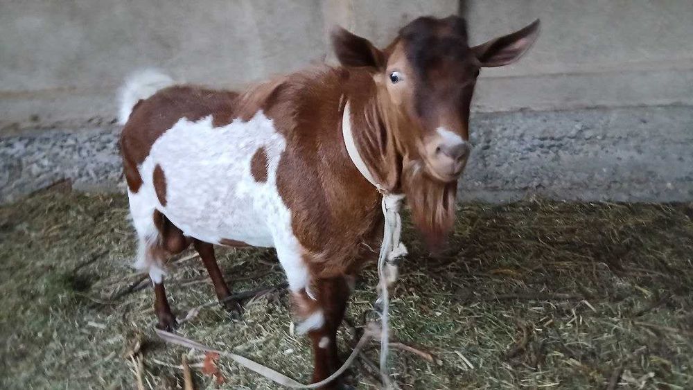 Chex Alpin zotli taka