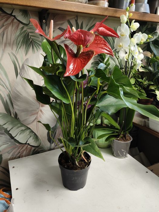 Не знаешь что подарить?