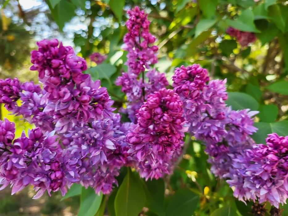 Продам саженцы сирени