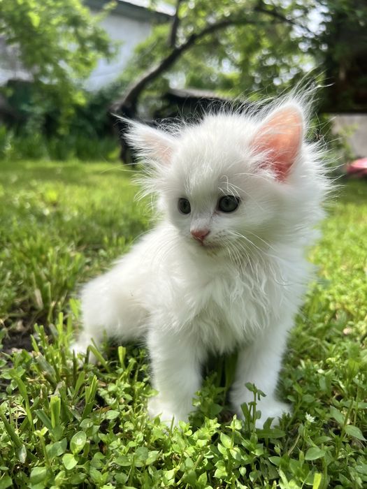 Отдам кошечек в добрые руки.