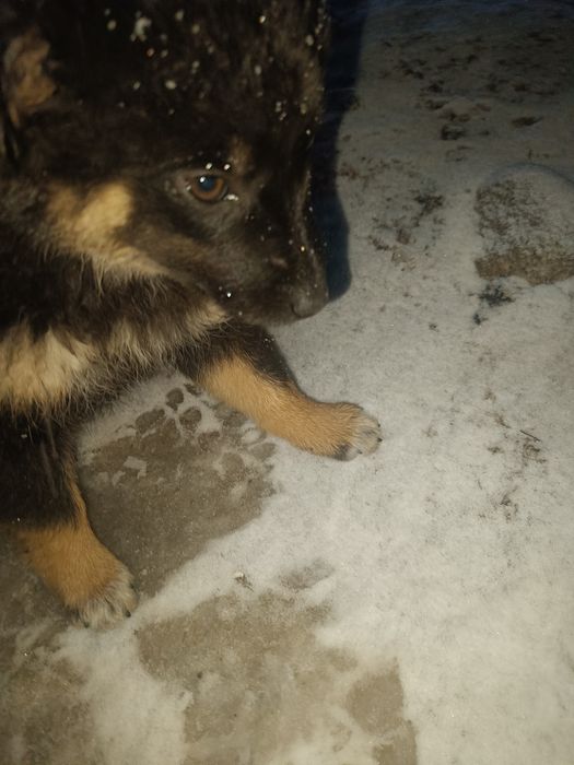 Отдам крупных щенков помесь с немцем