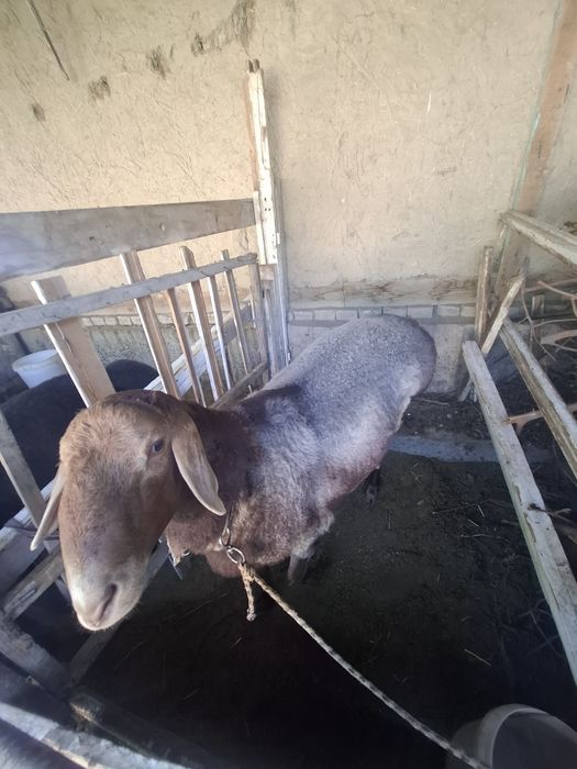 Uyda boqilgan qurbonlikka