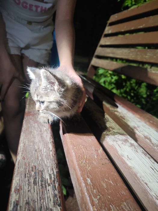 Котёнок в добрые руки