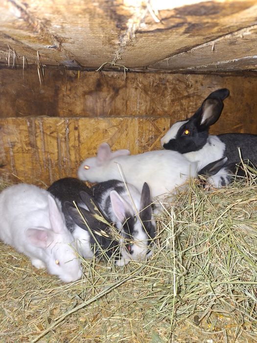 Iepurasi hycole francez