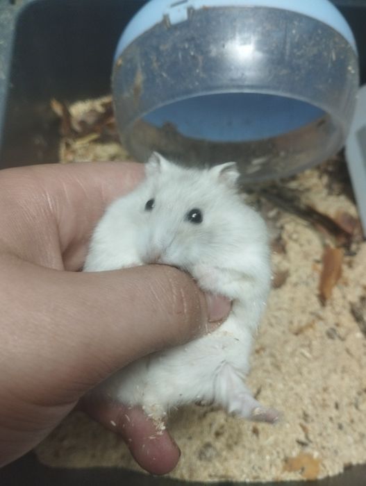 Хомяк джунгарский