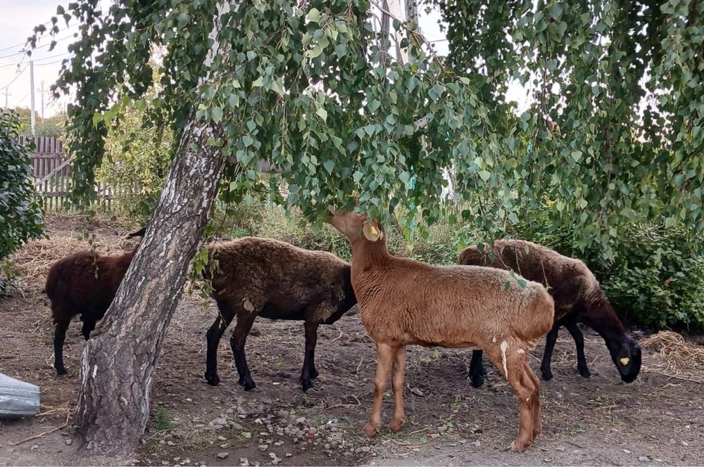 Продаи баран 3 ургаши