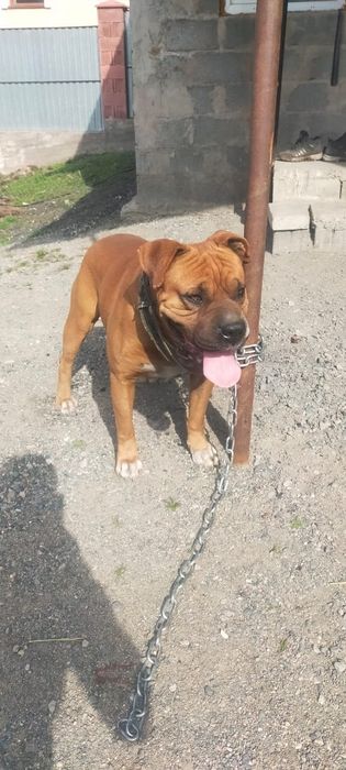 Продам кобеля немецкий Баксер