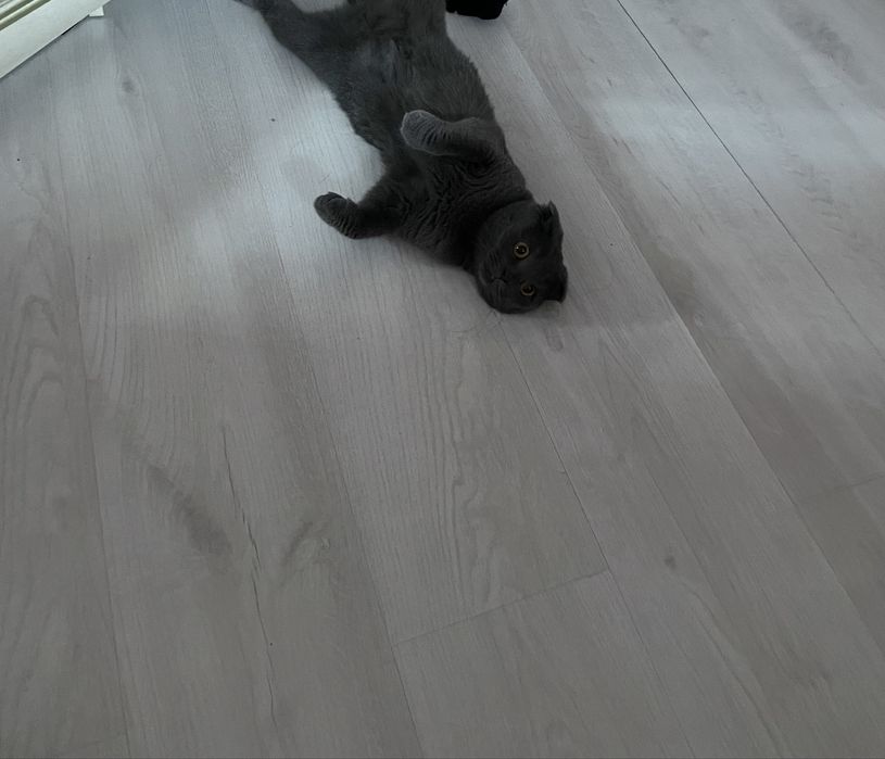 Кошка шотландская вислоухая